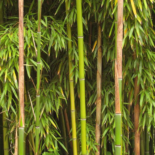 7 Dinge über Bambus, die du noch nicht wusstest