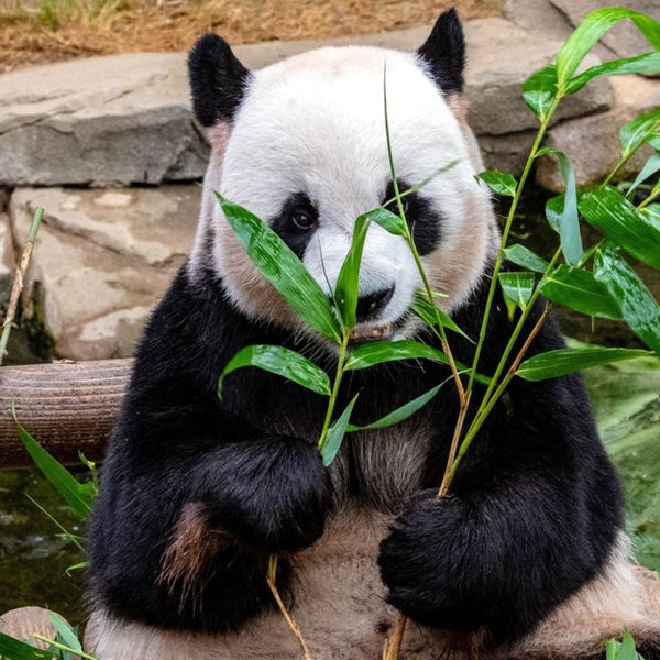 Ist Bambus wirklich nachhaltig?